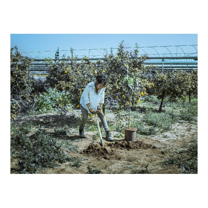 bellota Grabespaten,Spezialstahl Knaufgriff, Buchenstiel