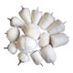 BGS Polijstkop assortiment drive 6,3 mm (1/4 inch), 14 dlg.-1