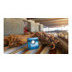 Bosch acculamp GLI 18V-10000 C-5