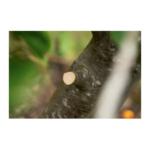 Bosch Akku-Gartenschere AdvancedPrune 18V-45