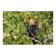 Bosch Akku-Gartenschere AdvancedPrune 18V-45