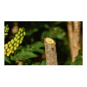 Bosch Akku-Gartenschere EasyPrune Classic-2