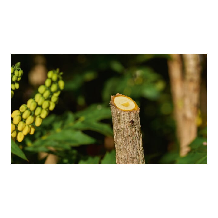 Bosch Akku-Gartenschere EasyPrune Classic