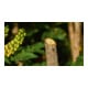 Bosch Akku-Gartenschere EasyPrune Classic