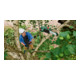 Bosch Akku-Teleskop-Hochentaster UniversalChainPole 18-2