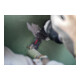 Bosch Expert MetalMax AIZ 20 AIT Blatt für Multifunktionswerkzeuge, 40 x 20 mm-5
