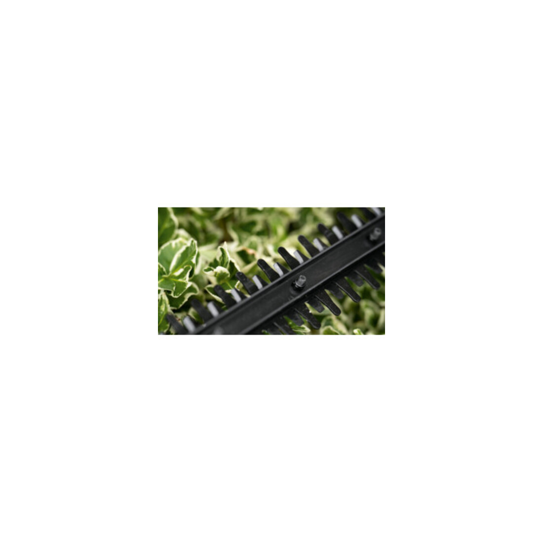 Bosch Taille-haie sans fil EasyHedgeCut 18V-44-11