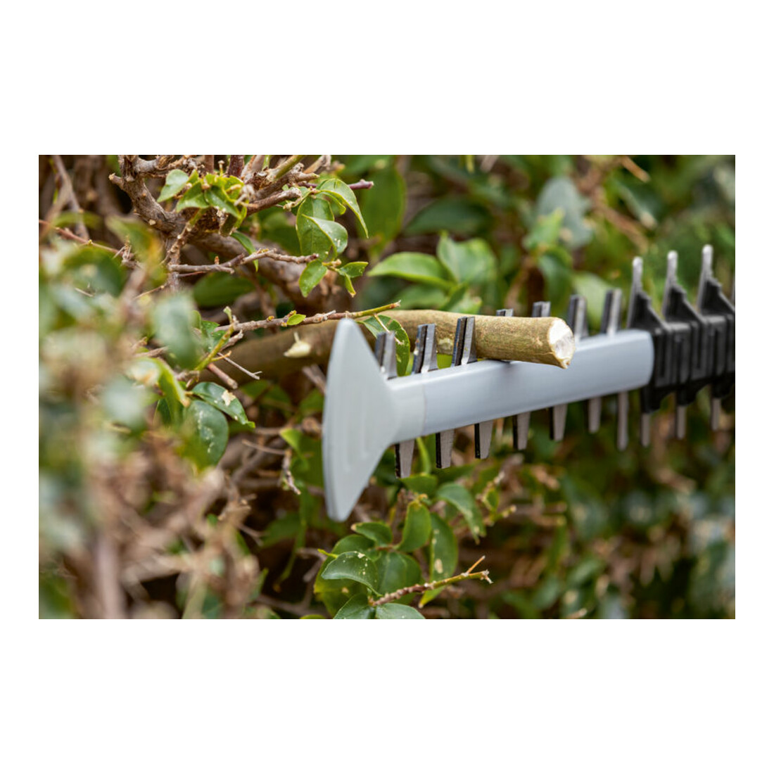 Bosch Taille-haies sans fil GHE 18V-60