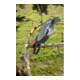 Coupe-branches télescopique StarCut 410 plus GARDENA-2