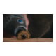 DREMEL Trenn- und Formscheibe 25,4 mm