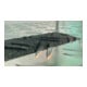 DURABLE Antirutschband DURALINE® GRIP+ FORMFIT 50 mm schwarz