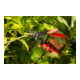 FELCO Baum-, Reb-, Gartenschere mit spitz zulaufendem Schneidkopf-4