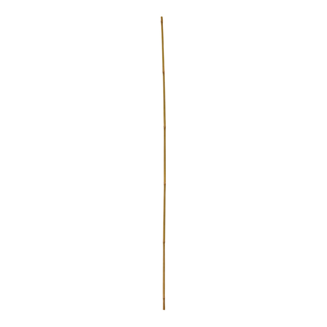 floraworld Bâtons de Tonkin lot de 10 150 cm