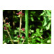 floraworld Pflanzstab Metall, Durchmesser 8mm 60cm grün-1
