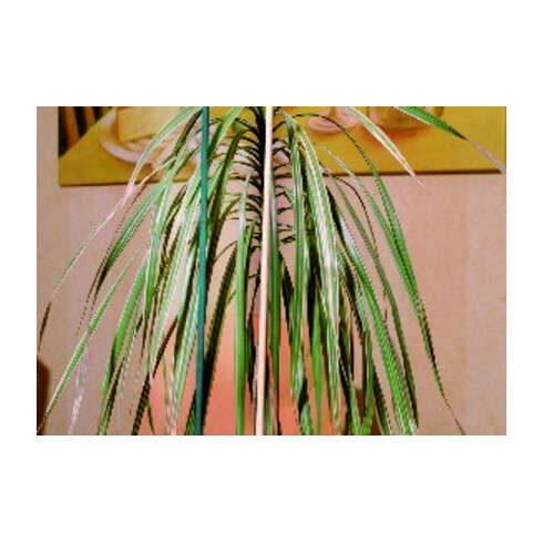 floraworld Tige en éclats naturel, diamètre 4-4,5 mm, 50 cm, lot de 10