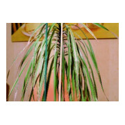 floraworld Tige en éclats naturel, diamètre 4-4,5 mm, 50 cm, lot de 10
