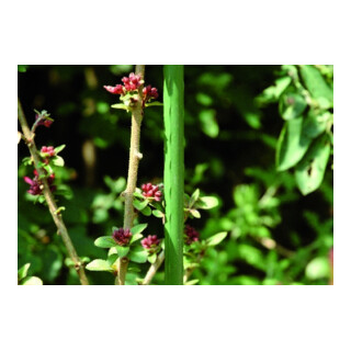 floraworld Tuteur de plante métal, diamètre 11 mm 120 cm vert