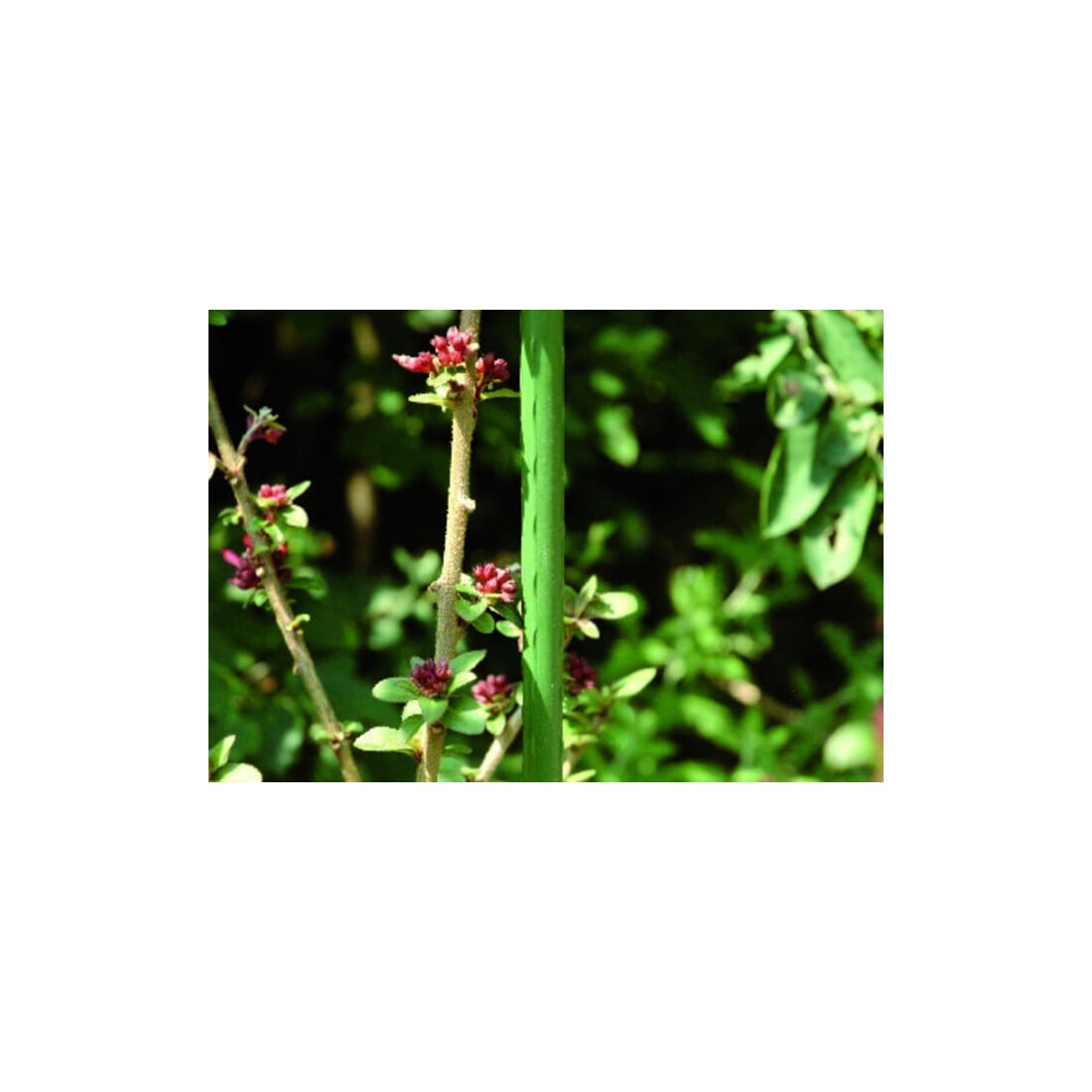 floraworld Tuteur de plante métal, diamètre 11 mm 150 cm vert