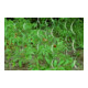 floraworld Tuteur spirale pour tomates 150 cm, diamètre 6,8 mm galvanisé-1