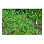 floraworld Tuteur spirale pour tomates 150 cm, diamètre 6,8 mm galvanisé