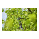 Gardena Akku-Teleskop-Baumschere HighCut 250/18V P4A Ready-To-Use Set