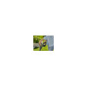 GARDENA Akku-Trimmer EasyCut 23/18V P4A Ready-To-Use Set-4