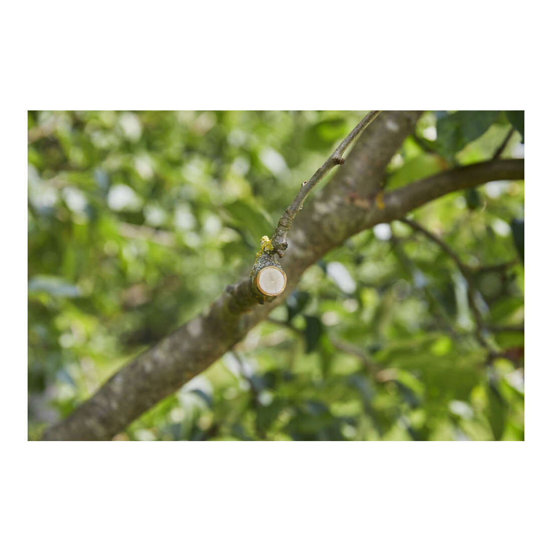 GARDENA AssistCut