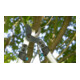 GARDENA Astschere PremiumCut 700 B