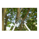 GARDENA Coupe-branches PremiumCut 700 B