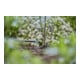 Gardena Micro-Drip-System Endtropfer 2 l/h - Inhalt: 25 Endtropfer, 1 Reinigungsnadel