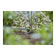 Gardena Micro-Drip-System Goutteur final 2 l/h - Contenu : 25 goutteurs, 1 aiguille de nettoyage