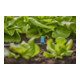 Gardena Micro-Drip-System Kleinflächendüse - Inhalt: 10 Kleinflächendüsen, 1 Verschlusskappe
