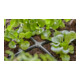 Gardena Micro-Drip-System Kreuzstück 4,6 mm (3/16")-5