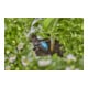 Gardena Micro-Drip-System Regulierbarer Reihentropfer 0-15 l/h - Inhalt: 10 Reihentropfer, 1 Verschlusskappe