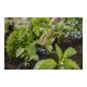Gardena Micro-Drip-System Regulierbarer Reihentropfer 1-8 l/h, druckregulierend - Inhalt: 5 Reihentropfer, 1 Verschlusskappe