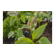 Gardena Micro-Drip-System Reihentropfer 2 l/h - Inhalt: 10 Reihentropfer, 1 Verschlusskappe, 1 Reinigungsnadel