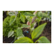 Gardena Micro-Drip-System Reihentropfer 2 l/h - Inhalt: 10 Reihentropfer, 1 Verschlusskappe, 1 Reinigungsnadel-2