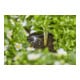 Gardena Micro-Drip-System Reihentropfer druckausgleichend 2 l/h - Inhalt: 10 Reihentropfer, 1 Verschlusskappe-2