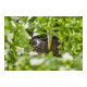 Gardena Micro-Drip-System Reihentropfer druckausgleichend 2 l/h - Inhalt: 10 Reihentropfer, 1 Verschlusskappe