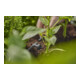 Gardena Micro-Drip-System Reihentropfer druckausgleichend 2 l/h - Inhalt: 10 Reihentropfer, 1 Verschlusskappe