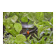 Gardena Micro-Drip-System Sprühdüse 180 Grad