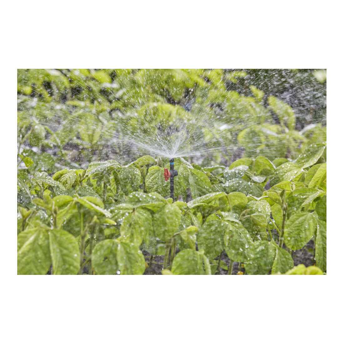 Gardena Micro-Drip-System Sprühdüse 360 Grad