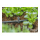 Gardena Micro-Drip-System T-Stück für Sprühdüsen/Endtropfer 4,6 mm (3/16") - Inhalt: 5 T-Stücke, 1 Verschlusskappe