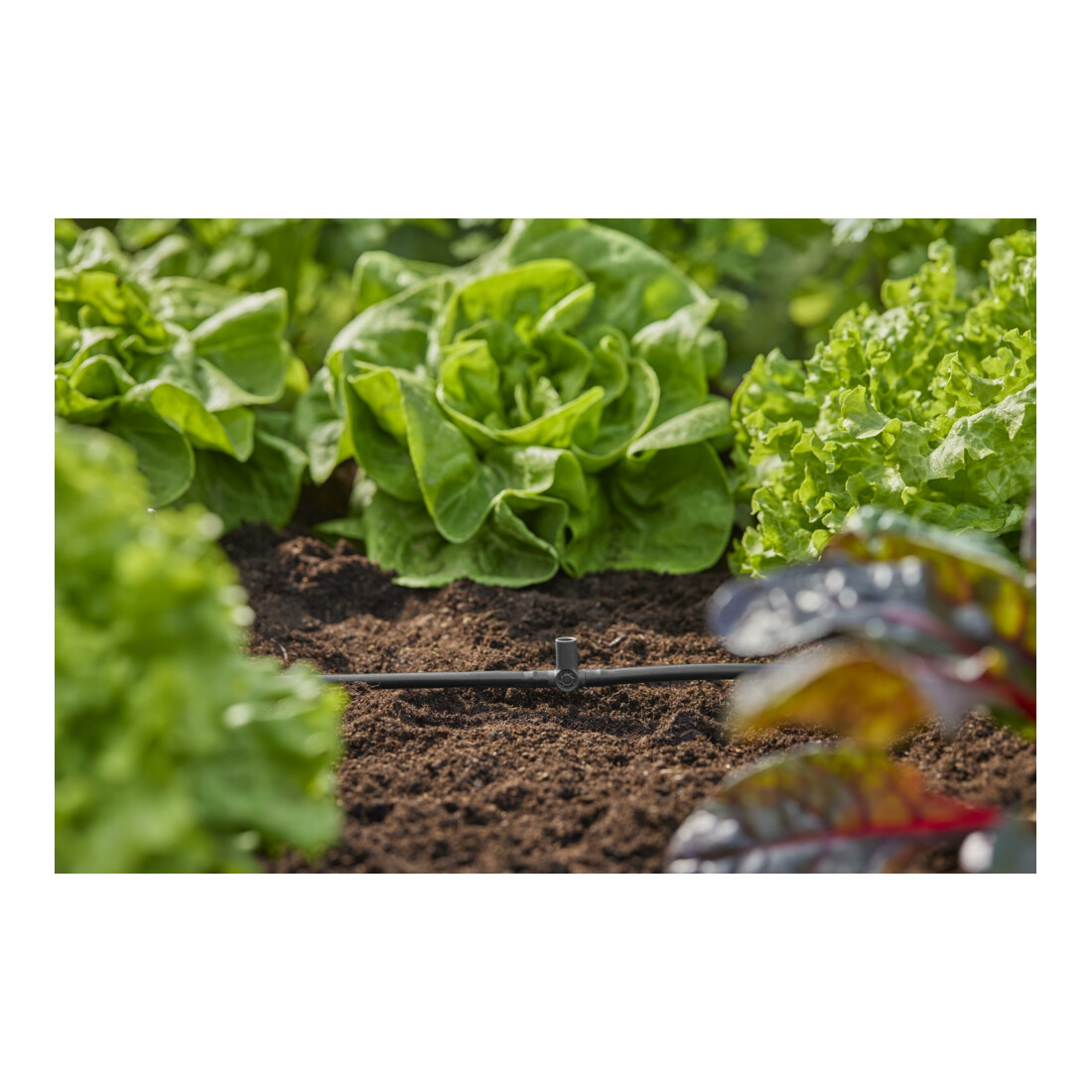 Gardena Micro-Drip-System T-Stück für Sprühdüsen/Endtropfer 4,6 mm (3/16") - Inhalt: 5 T-Stücke, 1 Verschlusskappe