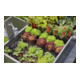 Gardena Micro-Drip-System Tropfbewässerung Set Hochbeet/Beet (35 Pflanzen)-4