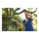 Gardena Scie pliante de jardin 200 P 8743-4