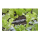 Gardena T-connexion pour buses de pulvérisation 13 mm (1/2") MDS, 5 pièces-4