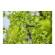 Gardena Taille-branches télescopique sans fil HighCut 250/18V P4A prêt à l'emploi-5