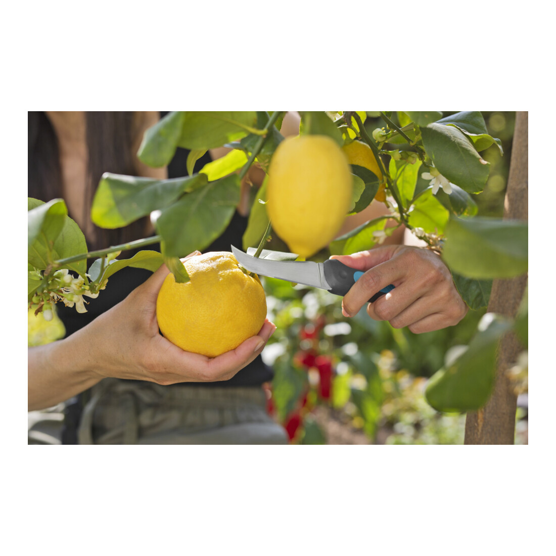 Gardena VeggieCut