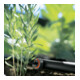 Goutteur final Micro-Drip-System GARDENA compensant la pression - contenu : 10 pièces-4